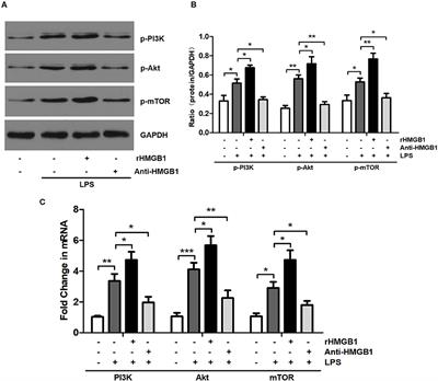 HMGB1/PI3K/Akt/mTOR Signaling Participates in the Pathological Process of Acute Lung Injury by Regulating the Maturation and Function of Dendritic Cells